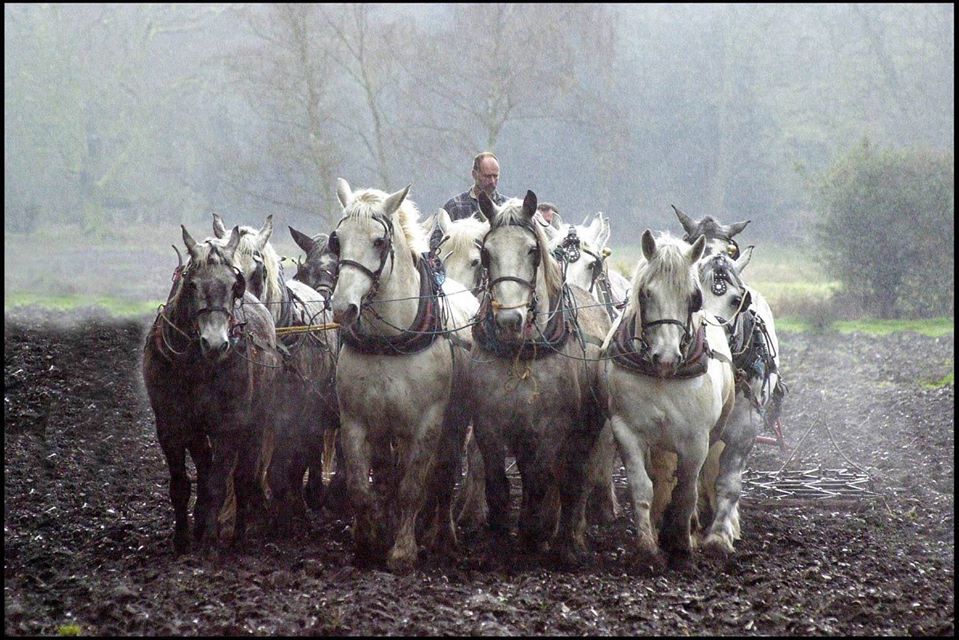 Percheron Horses